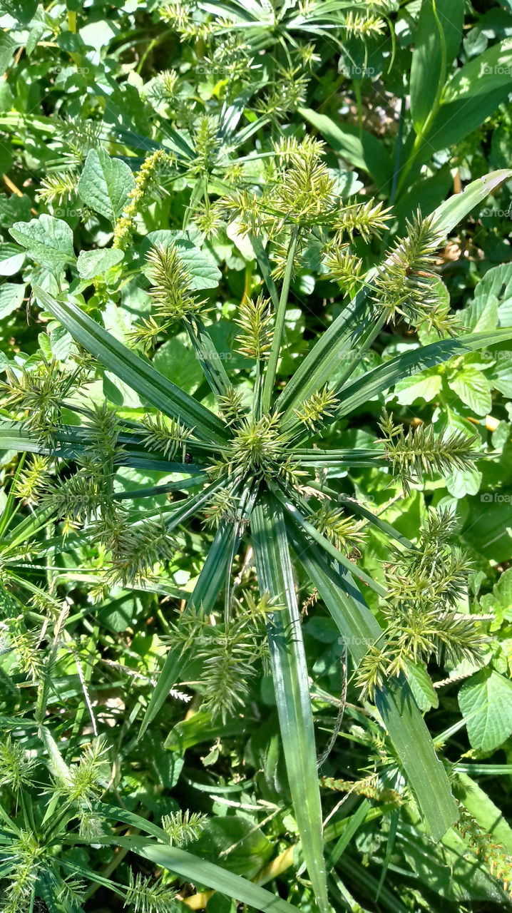 NATURE NATURAL ENVIRONMENT