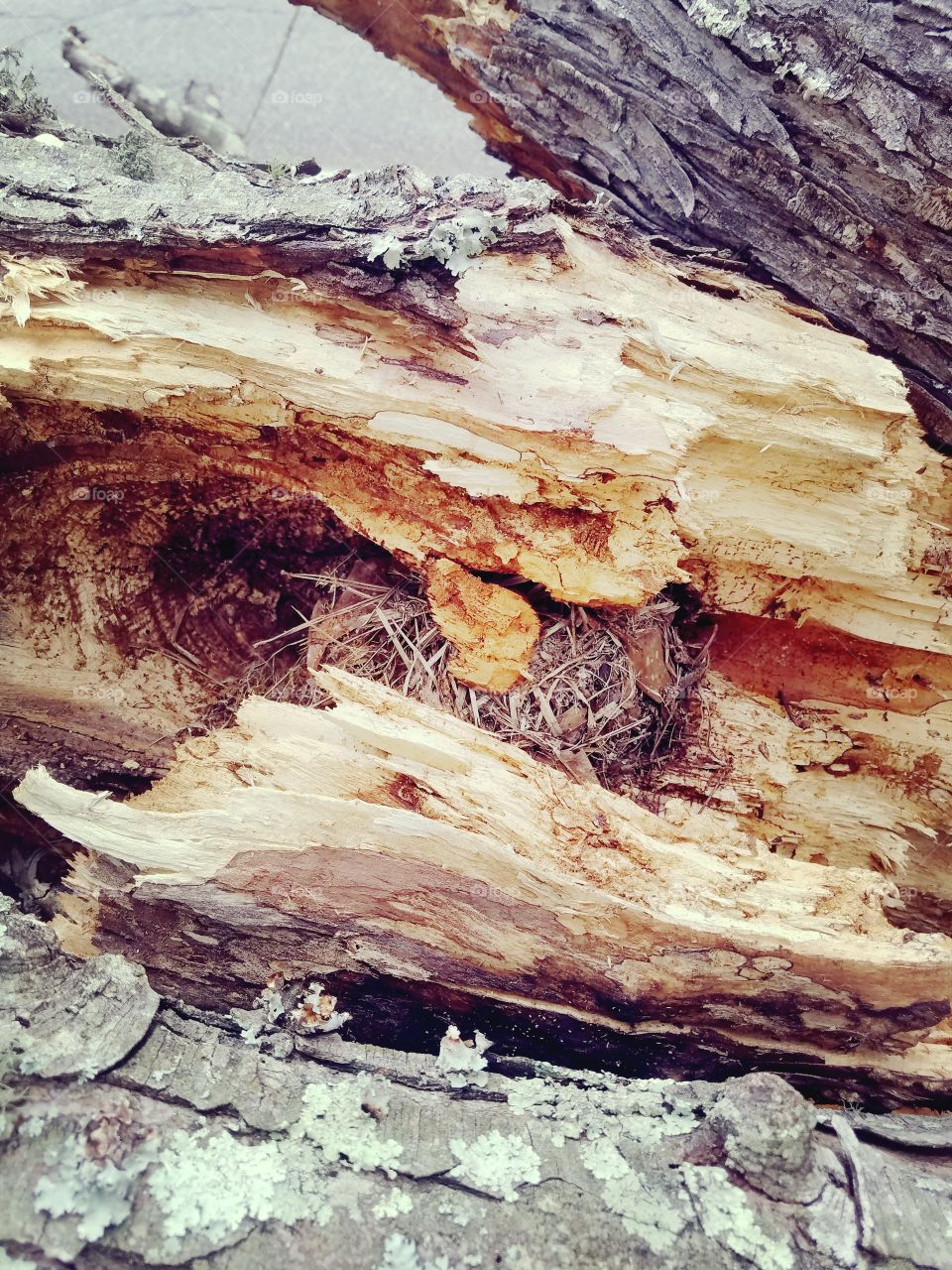 when nature falls
old tree falls during storm to reveal a hidden birds nest within