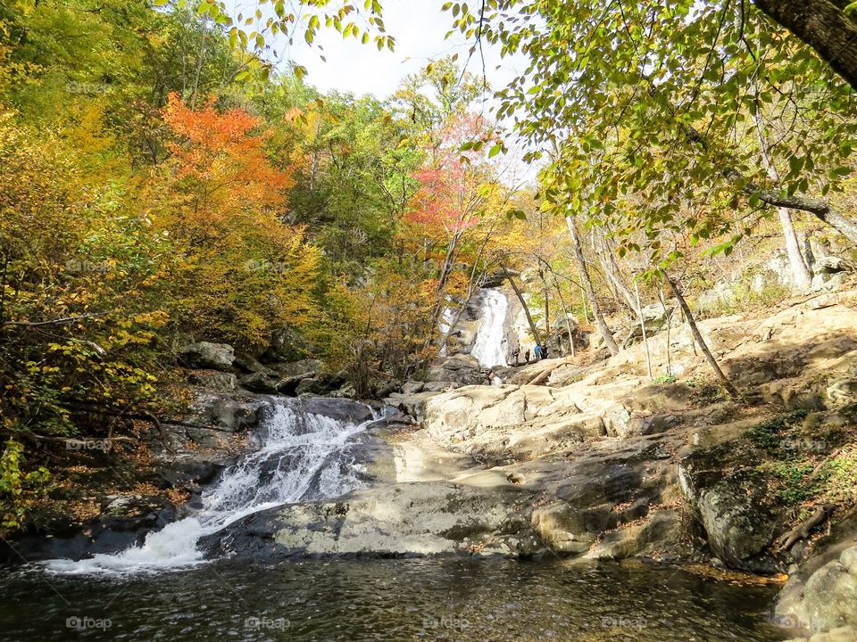 Fall, Water, Nature, Leaf, Wood