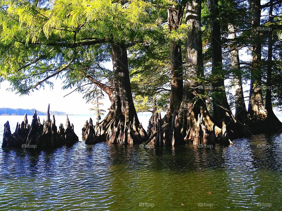 Cypress Trees in Reelfoot Lake Tennessee