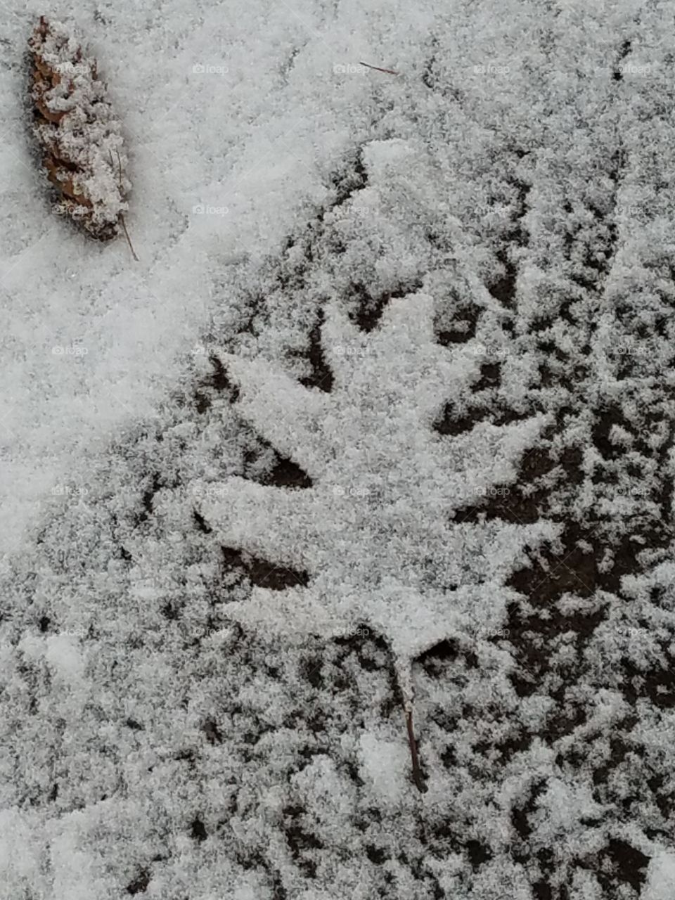 snow leaf