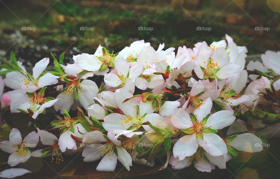 Branch of flowering almonds