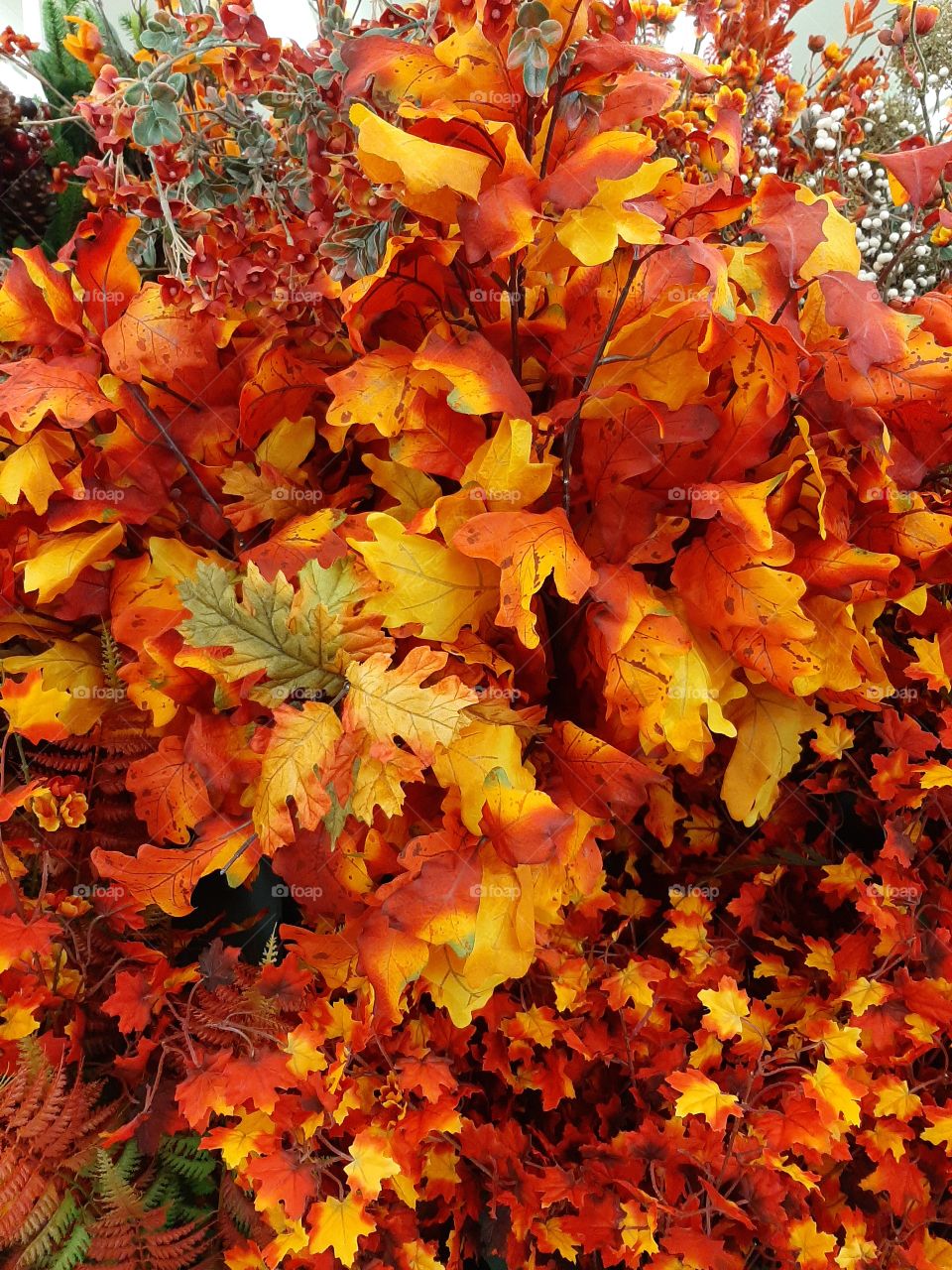 foliage autumn leaves