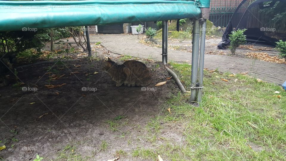 cat under trampoline