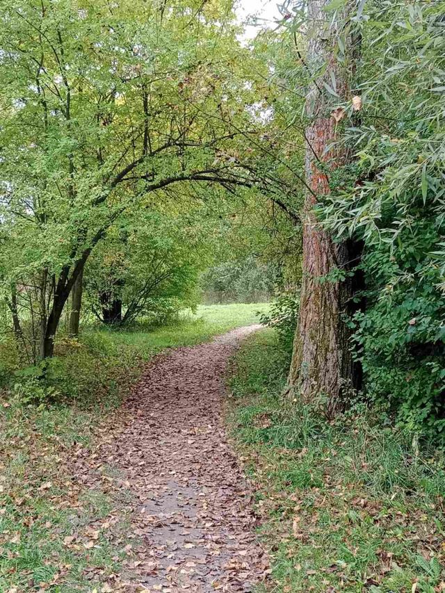 Forest path