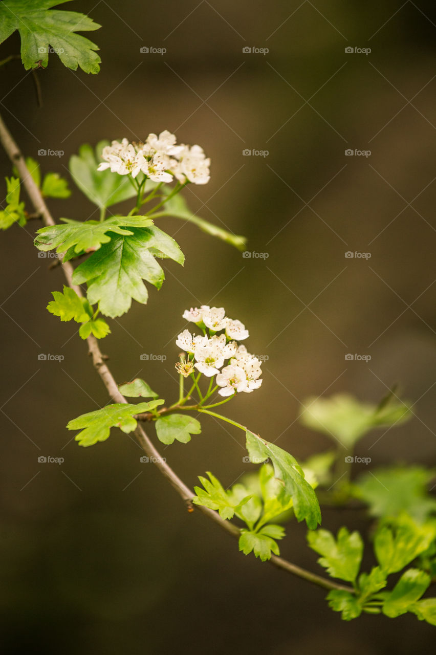 Spring flowers in London