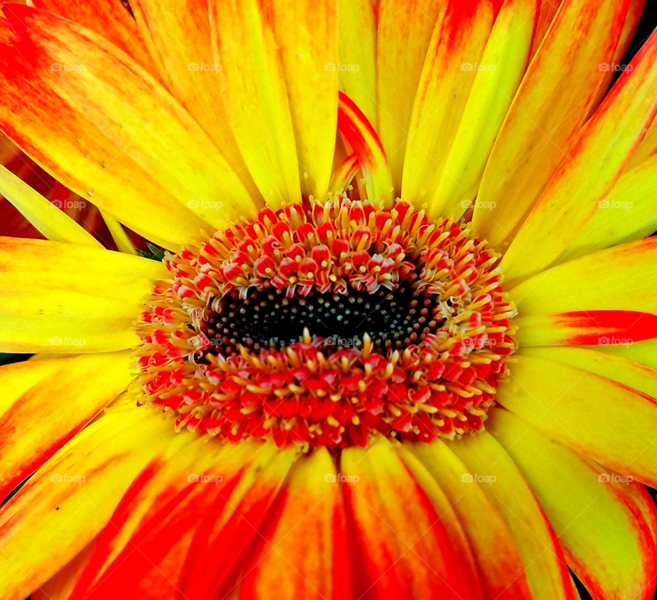 red and yellow flower