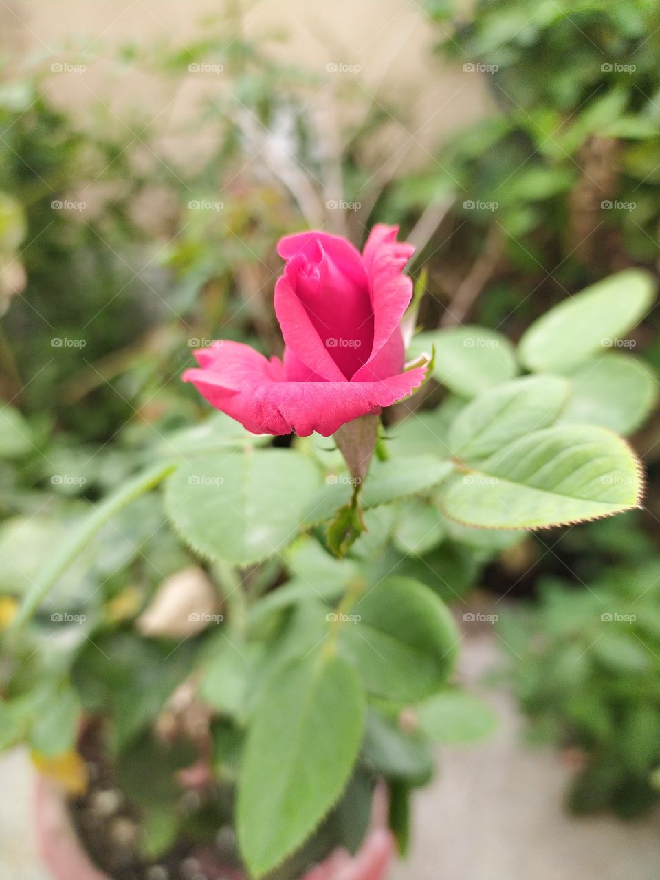 The solitary rose trying to make the surrounding beautiful