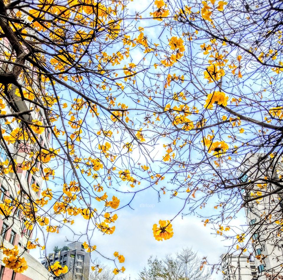 Beautiful flowers of the Golden Trumpet Tree, it's very special in spring.