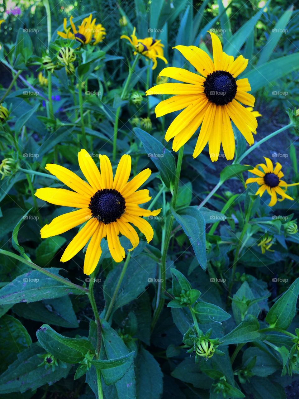 Blackeyed Susan 
From my garden