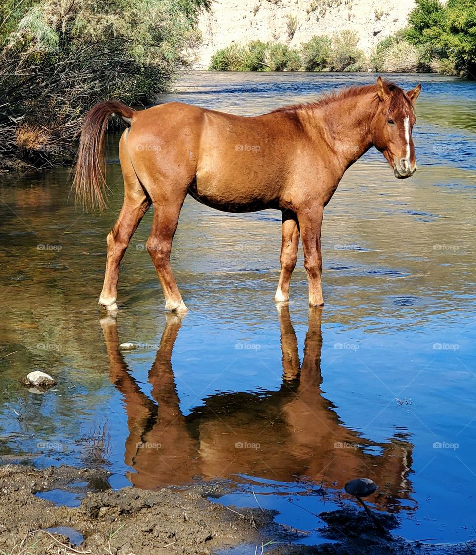 Reflection of a Wild Horse