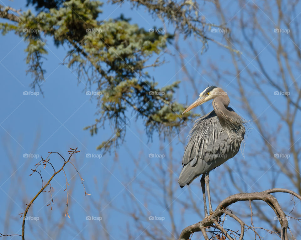 A great blue heron basks in the morning light 