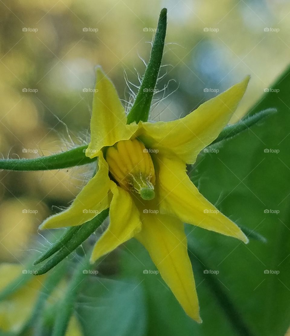 Tomato blossom