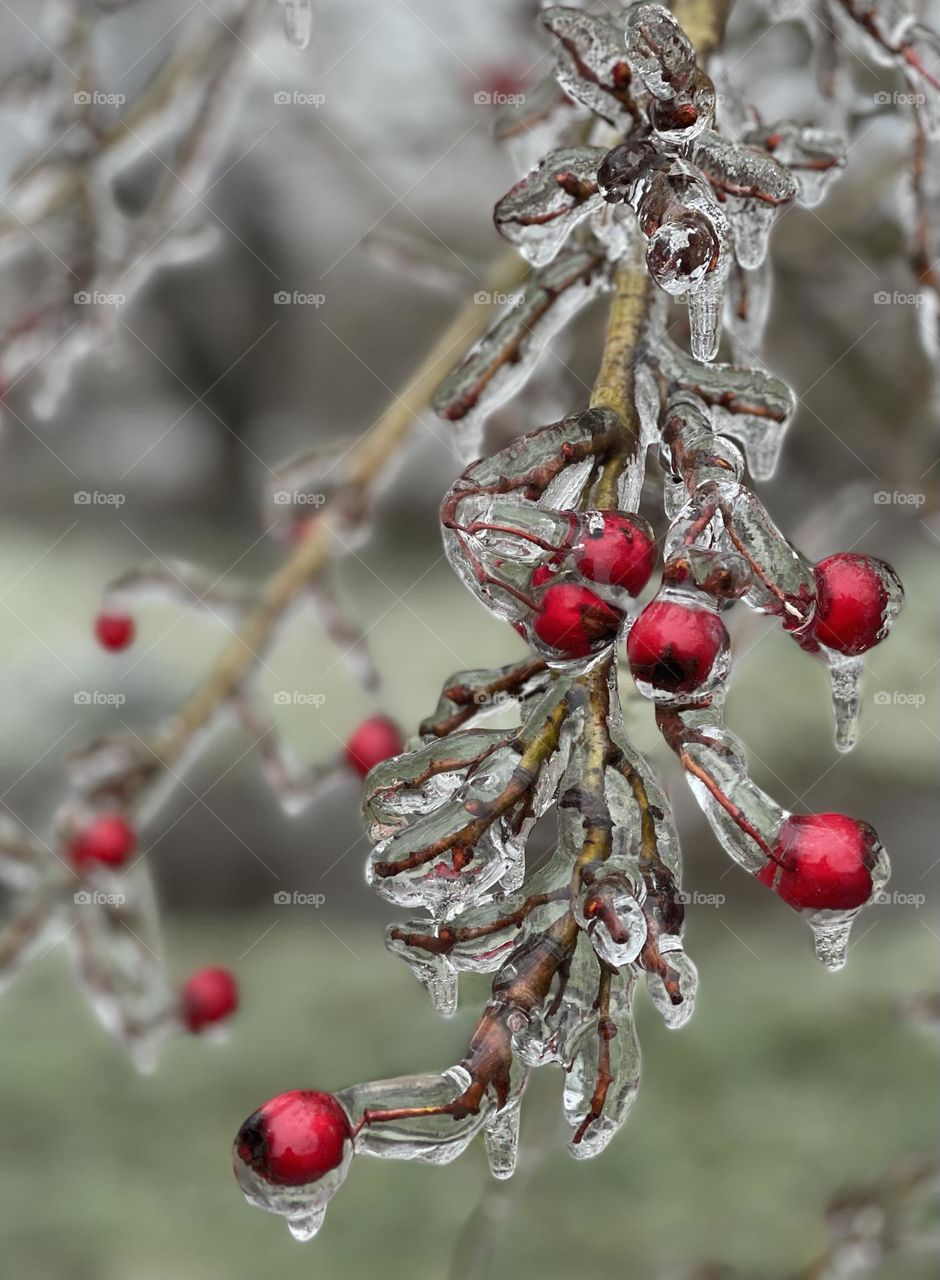 Brunch with berries covered with ice glaze 