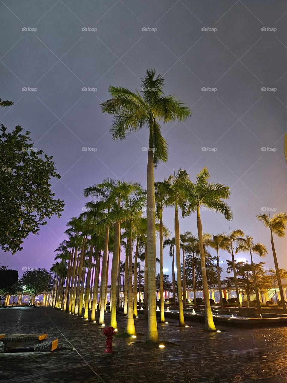 The trees lined up outside of the Hong Kong Cultural Centre