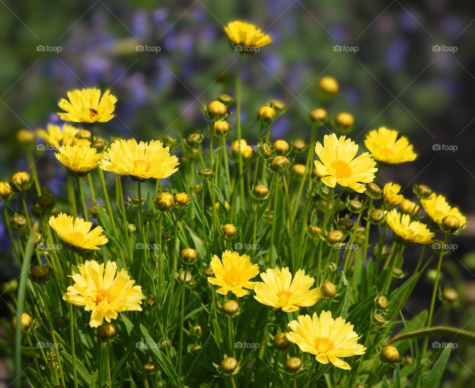 Yellow chamomile flowers