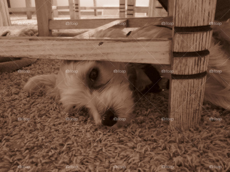 italy dog animal cute by ashley77