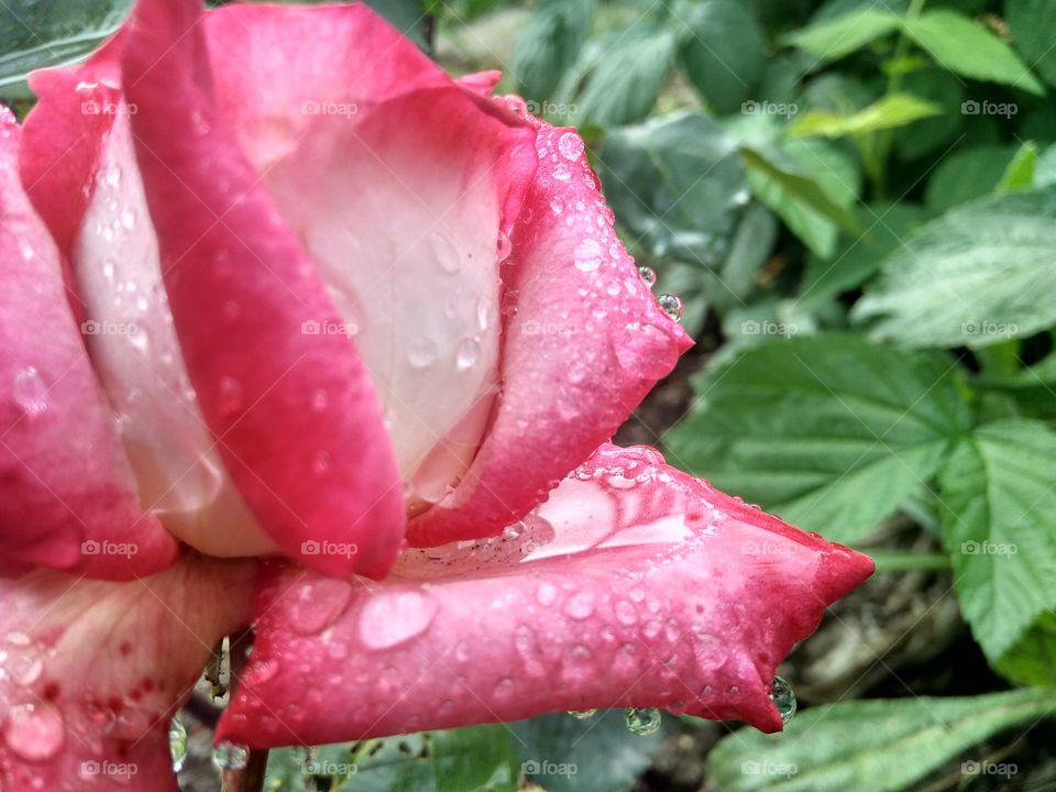 рink rose,flowers