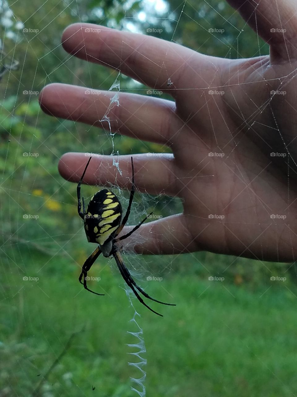 Yellow and Black Garden Spider with Hand