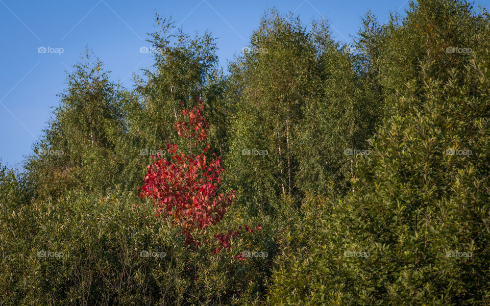 Fall begins. Red leaves of tree.