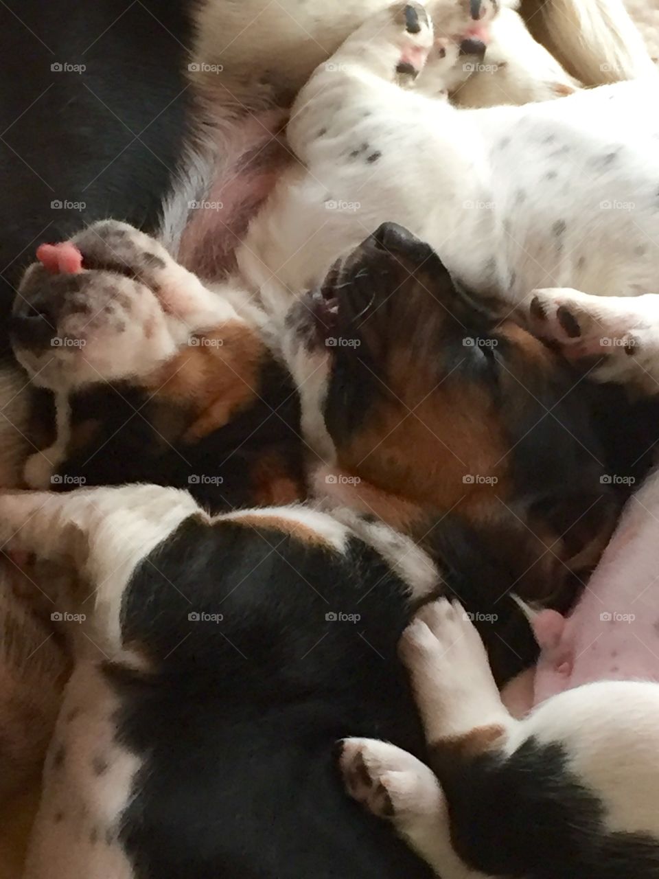 Bassett Dreams