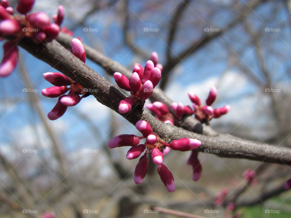 spring flowers branch buds by danelvr032708