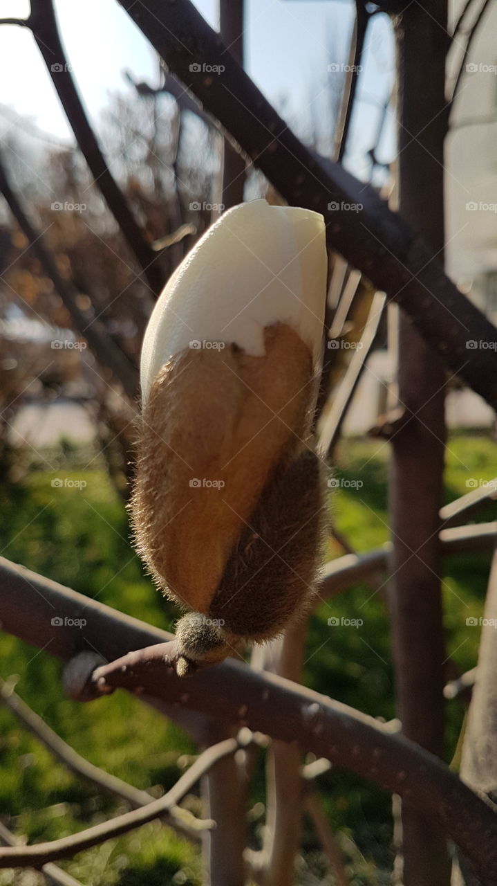 magnolia bud