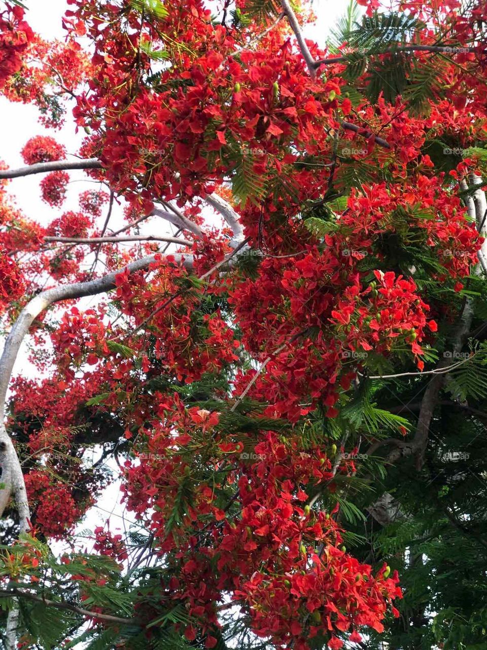 bright flowering tree in a beautiful garden