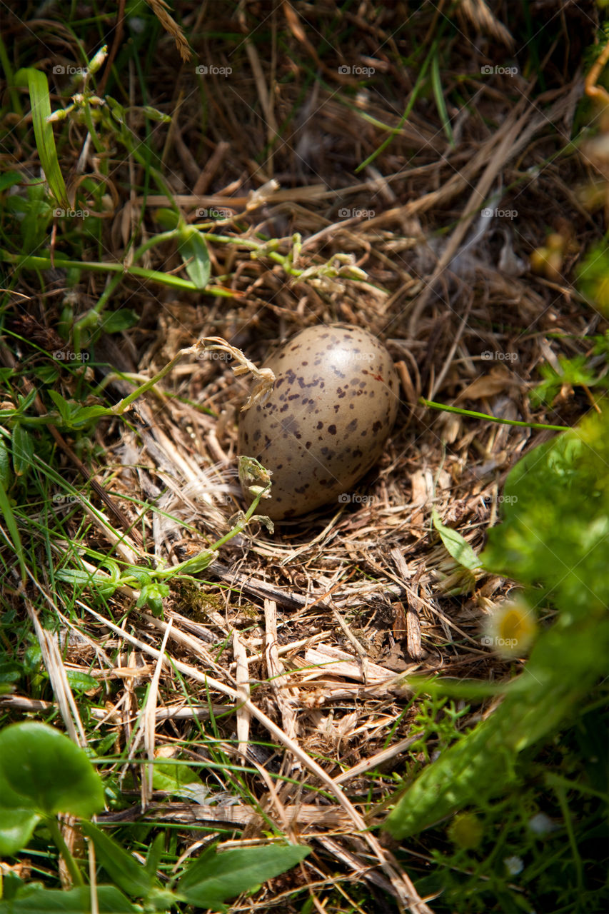 Bird nest. Bird nest