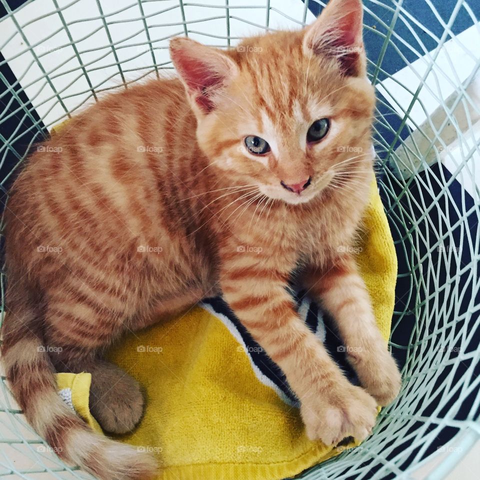Meet Loke our new kitten
