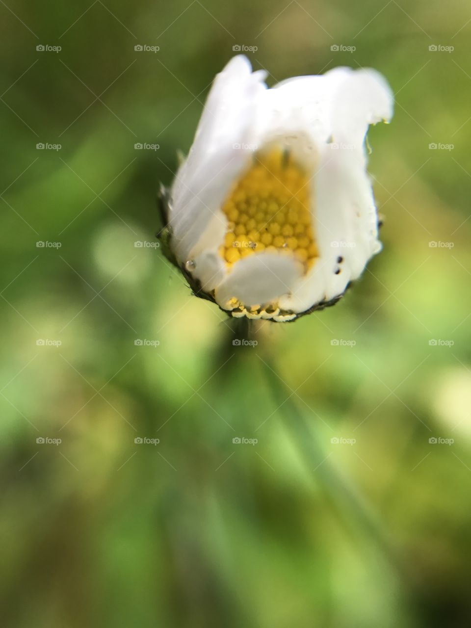 Macro flower. Details 