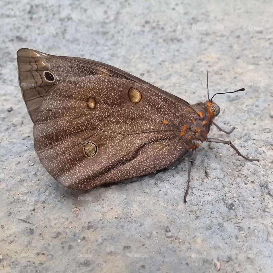 And the butterfly posed to be photographed. I think you liked it! Photography is our hobby! / E a borboleta fez pose para ser fotografado. Me parece que gostou! Fotografia é nosso hobby!