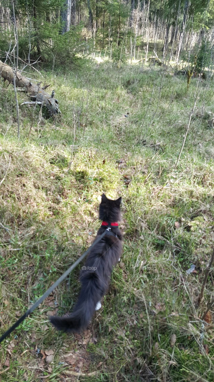 Kitten in forest