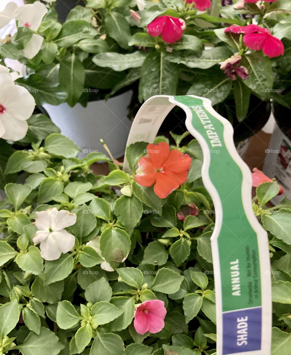 Pack of Impatien flowers with vinca in background 