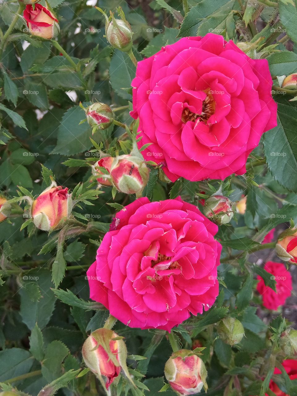 Roses summer