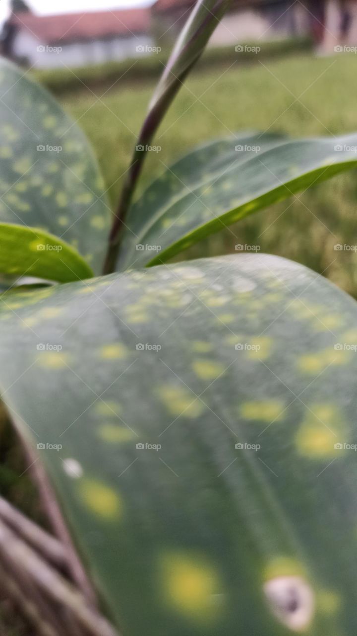 bamboo leaves