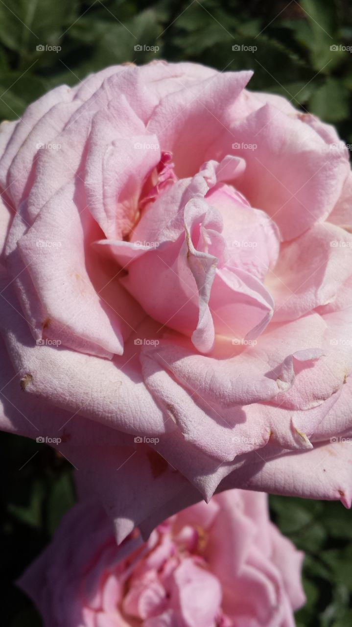 pink flower close up
