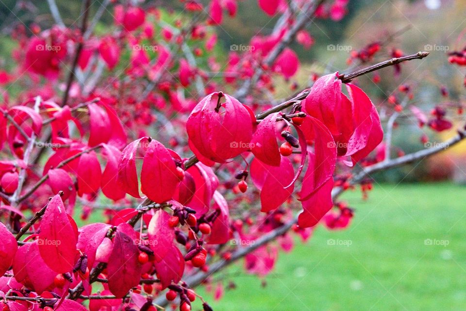 autumn tree in the park