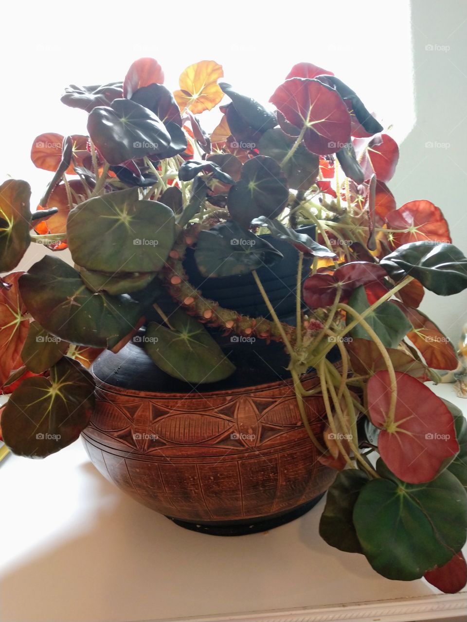 beef cake begonia flower plant