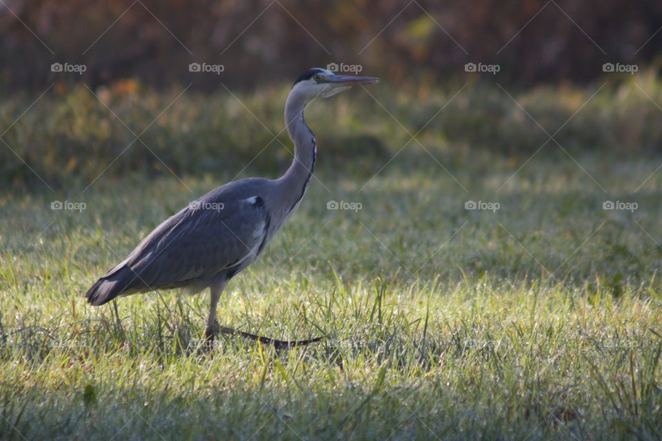 Blue heron walking in grass