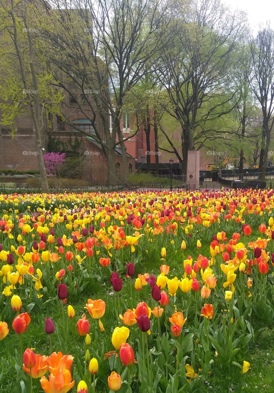 Colorful Tulips NYC Park