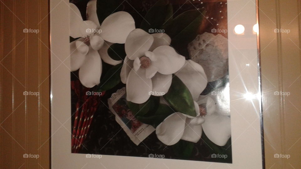 Picture of White Flowers. Picture of White Flowers