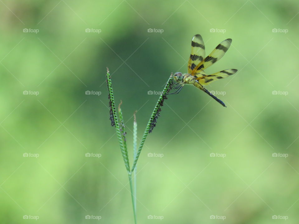Halloween pennant dragonfly