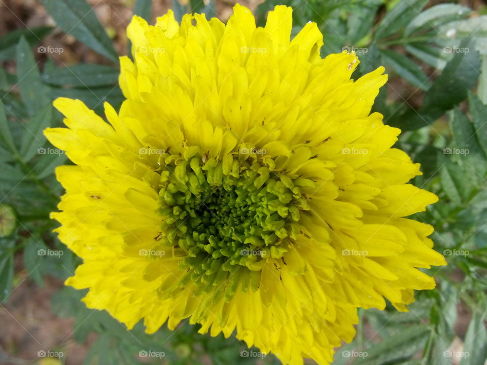 flower yellow flowerhead
