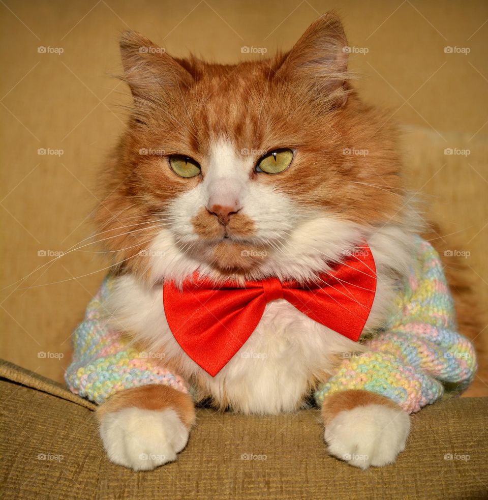 cat in bow tie beautiful portrait