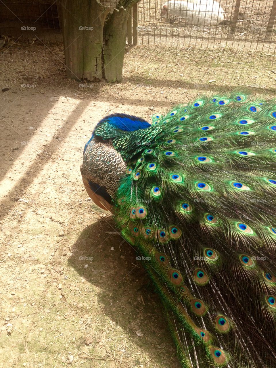 Peacock