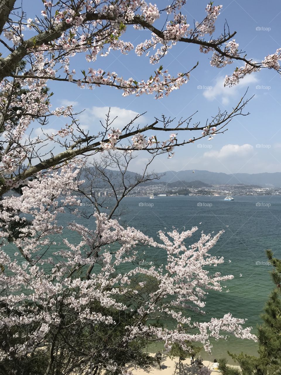 Cherry blossoms and the ocean