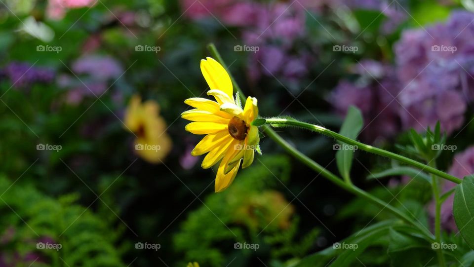 Yellow Bush Sunflower in a drought resistant garden.