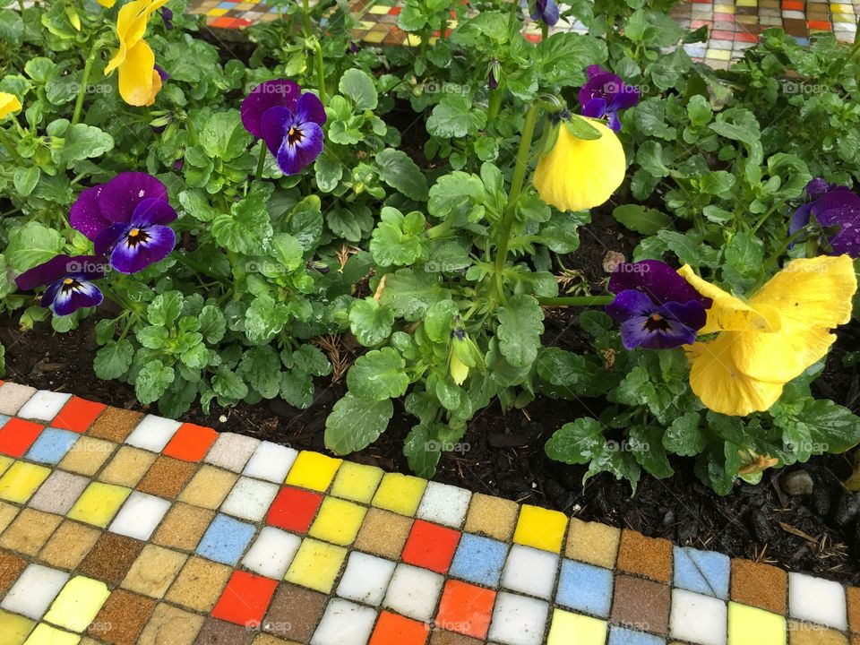 Pansies