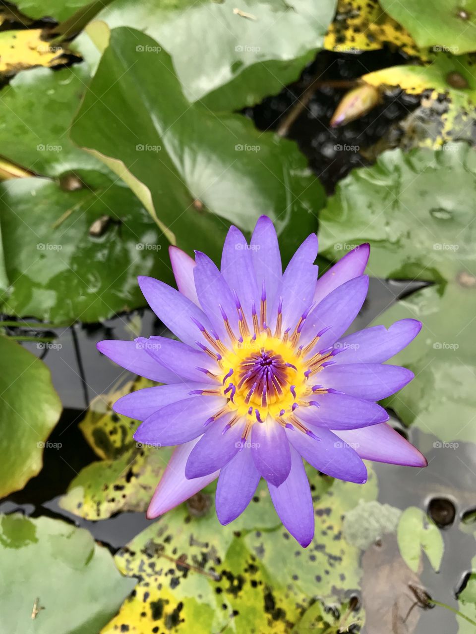 Tropical purple water lily flower